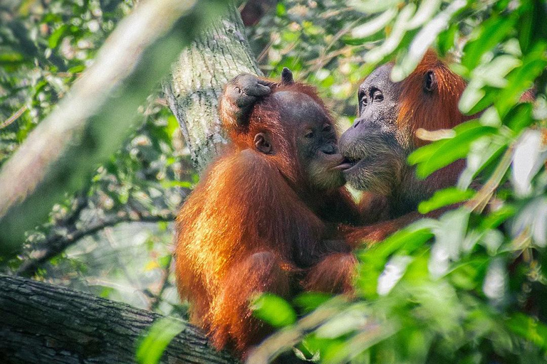 Medan: Discover the Best of Sumatra Day Trip! Medan: Lake Toba Tour