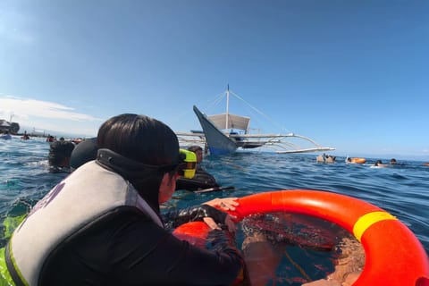 Moalboal Cebu - Sardines Run & Turtle watching - Image 2