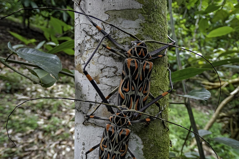 São Paulo & Atlantic Forest: Serra do Mar State Park Tour