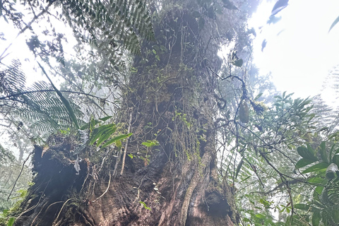 Birdwatching to Biotopo del Quetzal from Antigua Guatemala