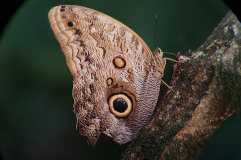 Manuel Antonio National Park: Wildlife-Watching Guided Hike