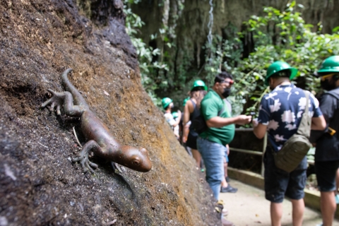San Juan: Excursión Experiencia Cuevas de Camuy + transporteCuevas de Camuy Transporte y visita