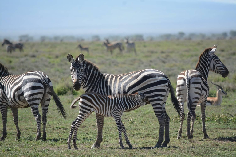 Tarangire: One Day-Trip, Many Wonders