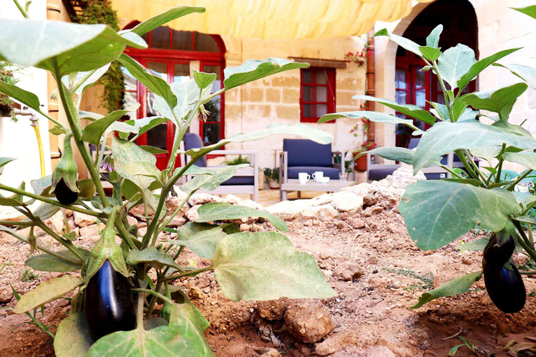 Gozo: Traditional and Local Breakfast in a Historic building