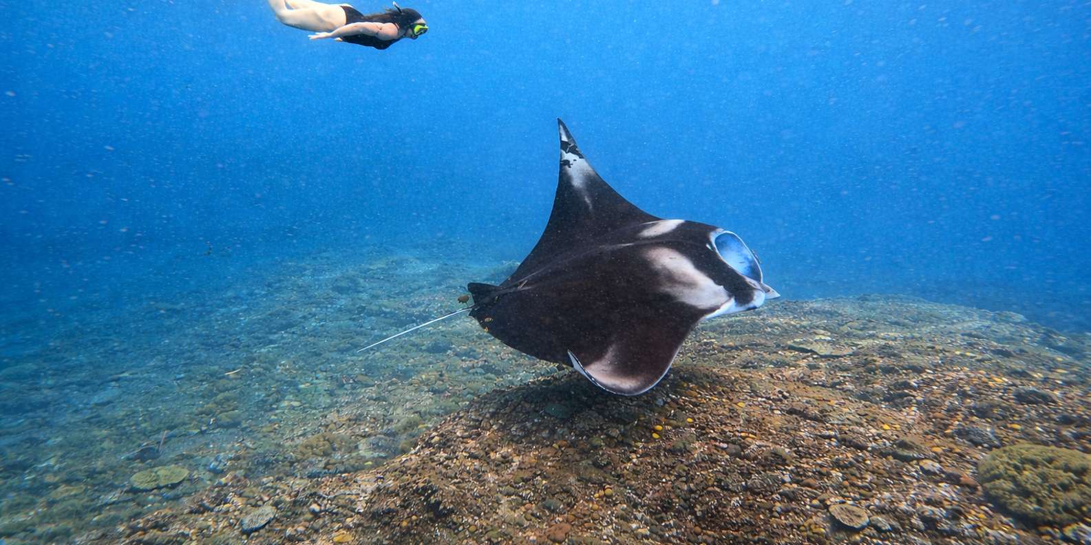 Bali/Nusa Penida: Manta Point Snorkeling & West Coast Tour
