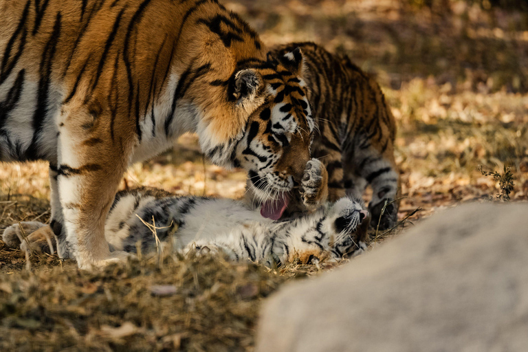 Ranthambore National Park: Core Zone Gypsy safari with Guide Ranthambore National Park: Gypsy Safari with Expert Guide