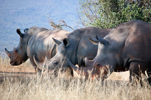 2 Daagse Sweetwaters Ol Pejeta Conservancy Safari vanuit Nairobi