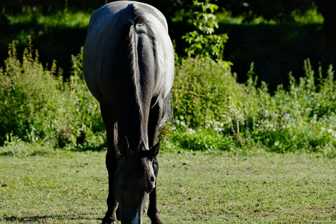 阿根廷：潘帕斯草原上的高乔骑马探险