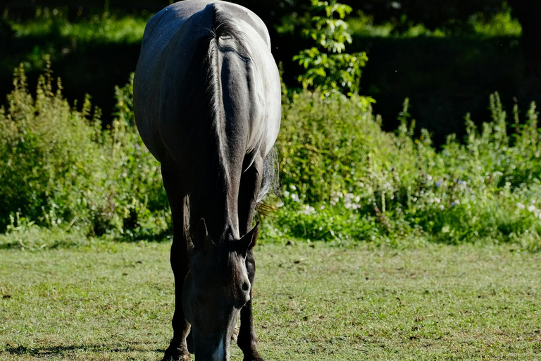 阿根廷：潘帕斯草原上的高乔骑马探险
