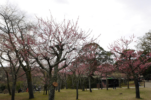 Kyoto: Nara, Todaiji, Kasuga Taisha Schrein Privater GanztagPrivate Tour mit Treffpunkt in Kyoto