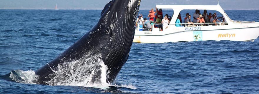 Samaná : Observation des baleines et visite de l'île de Cayo Levantado