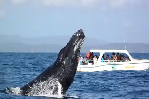 Samaná: Whale Watching and Cayo Levantado Island Tour