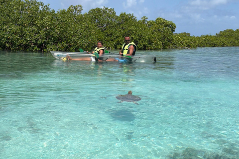 Providenciales Mangrove Kayak Tour With Turtle Sightings