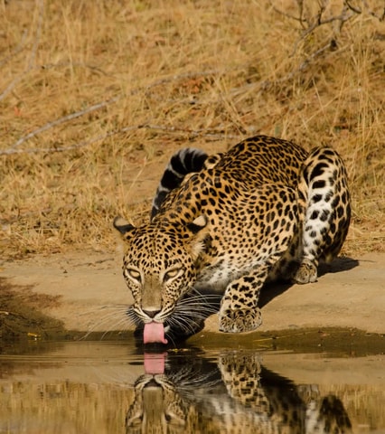 Van Hikkaduwa/ Galle/ Mirissa - Safari Nationaal Park Yala