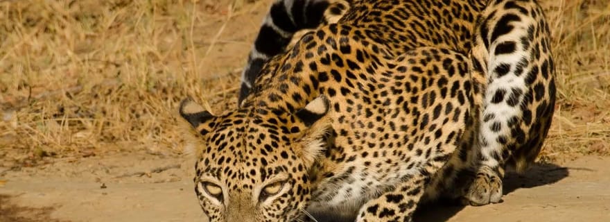 De Hikkaduwa/ Galle/ Mirissa - Safari dans le parc national de Yala