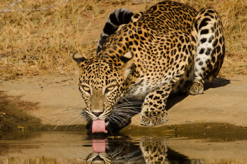 Från Hikkaduwa/ Galle/ Mirissa - Safari i Yala nationalpark