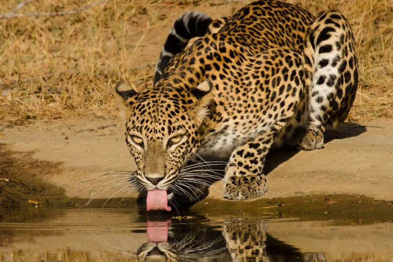 Från Hikkaduwa/ Galle/ Mirissa - Safari i Yala nationalpark