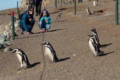 Expédition Pingouin : Navigation vers Isla Marta et Magdalena depuis Punta Arenas
