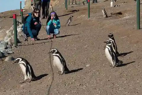 Expedição aos Pinguins: Navega até à Isla Marta e Magdalena a partir de Punta Arenas