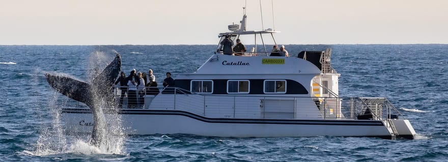 Newport Beach : croisière de luxe en catamaran pour observer les baleines