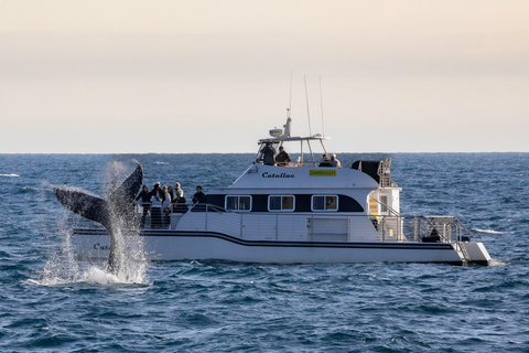 Newport Beach: Luxury Whale Watching Catamaran Cruise