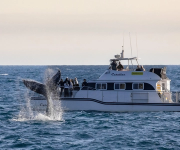 Newport Beach: Luxury Whale Watching Catamaran Cruise