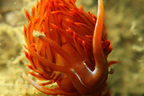 Lagos: Esperienza di immersione subacquea per principianti