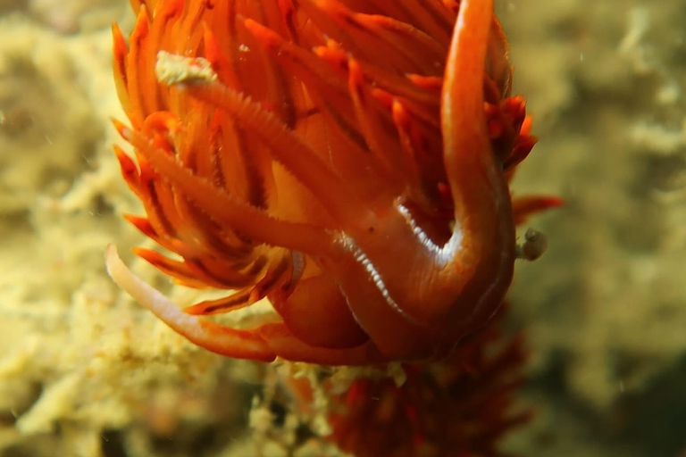 Lagos: Esperienza di immersione subacquea per principianti