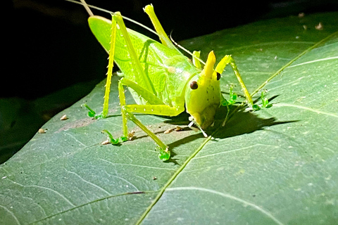 Manuel Antonio: Nachttour mit einem naturkundlichen Führer.Nachttour mit einem naturkundlichen Führer (inklusive Transport)