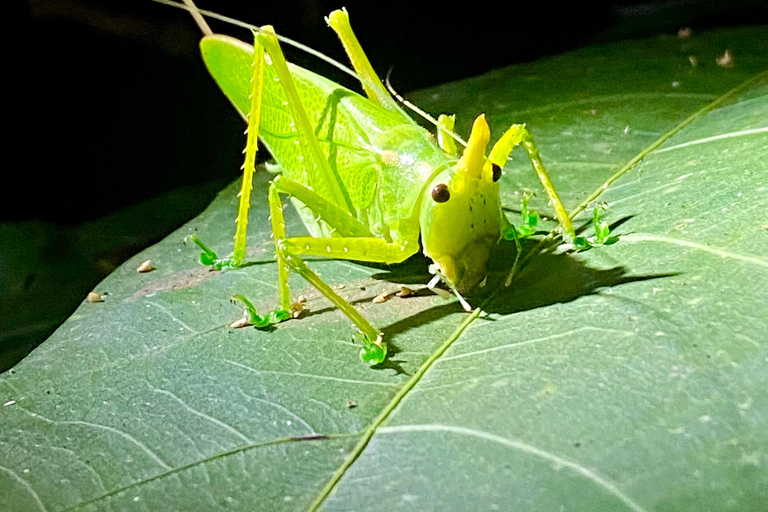 Manuel Antonio: Tour serale con guida naturalistica.