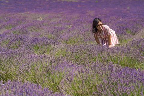 Pays de Sault Lavendeltour vanuit Aix-en-Provence