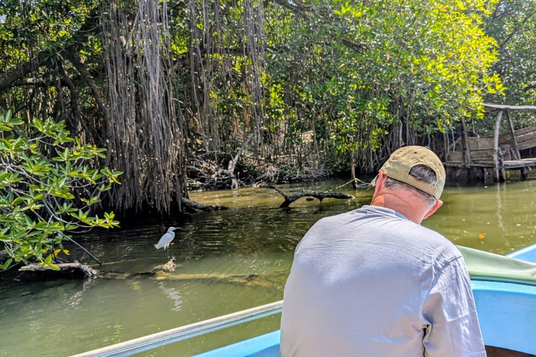 Bentota River Safari: Mangrove Maze & Wildlife Encounter