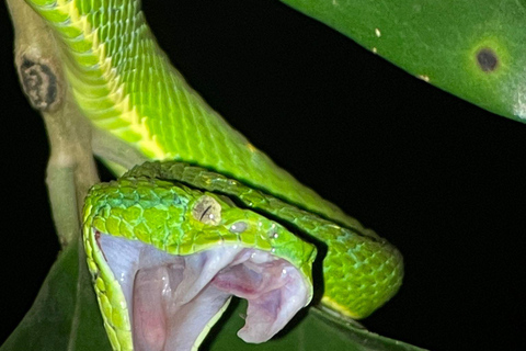 Visite nocturne de la forêt tropicale