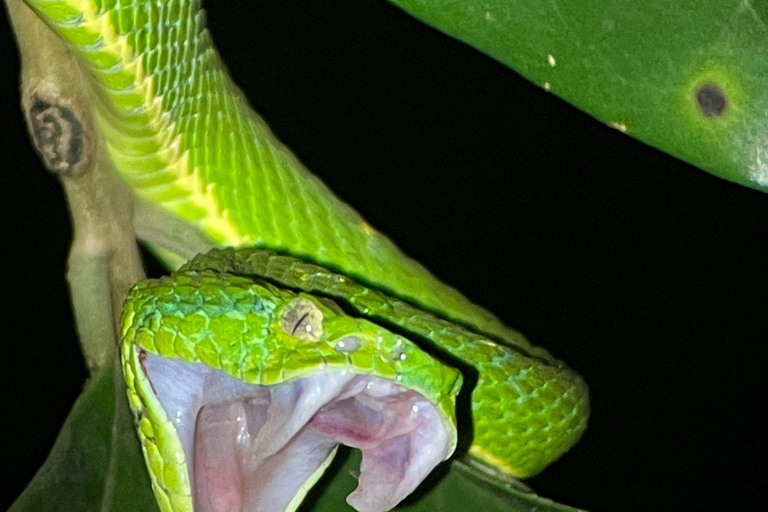 Visite nocturne de la forêt tropicale