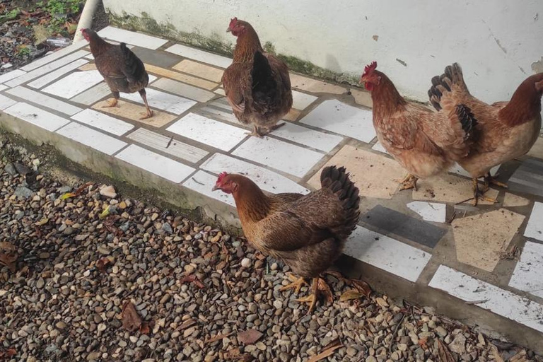 Puerto Plata City Tour: Historic Center & Countryside Ride