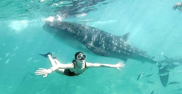 Zanzibar: Mafia Island Whale Shark Day Trip by Flight & Lunch