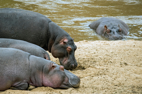 From Dar es Salaam: Mikumi and Ruaha National Parks 4-Day …