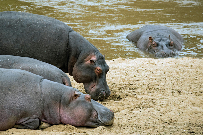 From Dar es Salaam: Mikumi and Ruaha National Parks 4-Day …