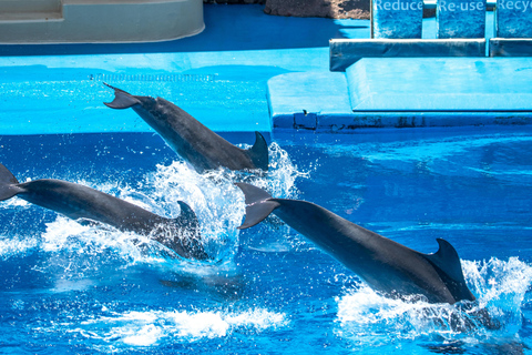 3-Days Wasini Island Dhow Safari and Marine Park Experience