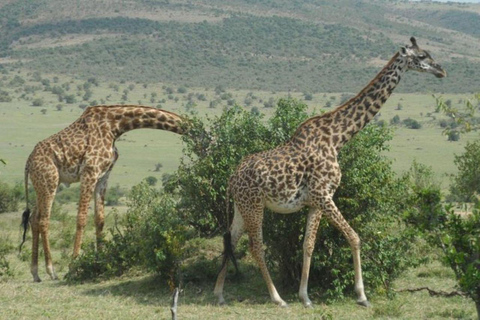 Nairobi: Ol Pejeta Conservancy 2-Day Safari with Meals Private day tour to Ol Pejeta Wildlife Conservancy