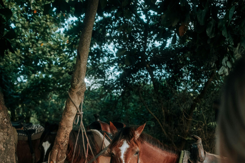 San Juan La Laguna: Horseback Riding in Coffee Plantations