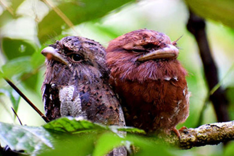 Sinharaja Rainforest: Guided Day Tour from Bentota/Colombo Pick up From Hotel Riu Ahungalla/Bentota/Kalutara/Beruwala