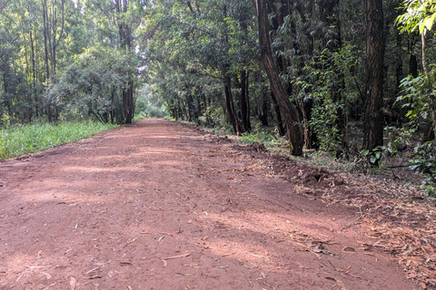 Karura Forest walking tour with nature and waterfalls.
