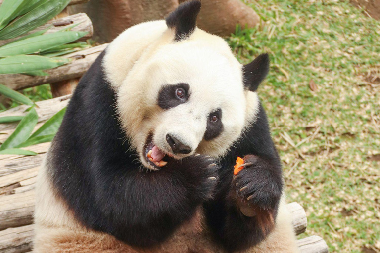 From Jakarta: Safari Park, Botanical w/ Lunch & Transfer