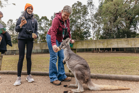 Z Sydney: Góry Błękitne i Scenic World – all inclusiveOdbiór z 98 Harrington St, Sydney – 7:05