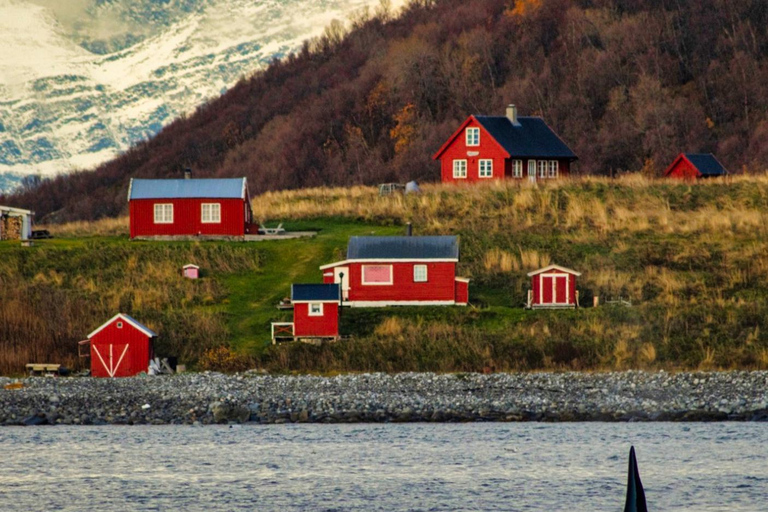 Tromsø: Orca and Whale Watching Heated Boat Trip Tromsø: Orca and Whale Watching comfort heated boat Trip