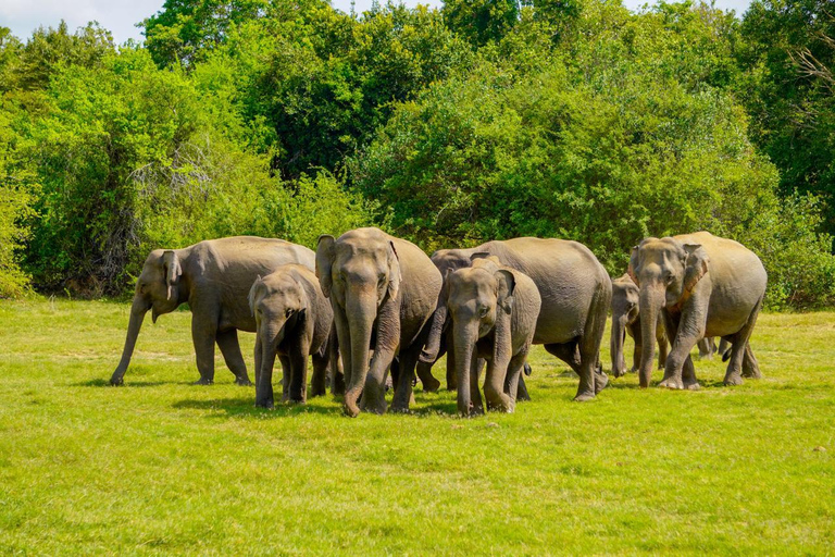 Polonnaruwa Ancient City & Minneriya Safari Full-Day Tour