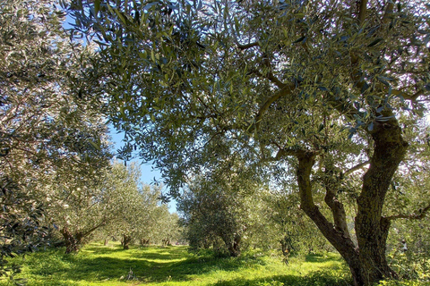 From Nafplion: Argos Castle & Olive Tasting Experience