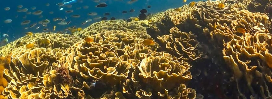 Exclusif 4 Gilis secrets : Petagan, Bidara, Kapal et Kondo