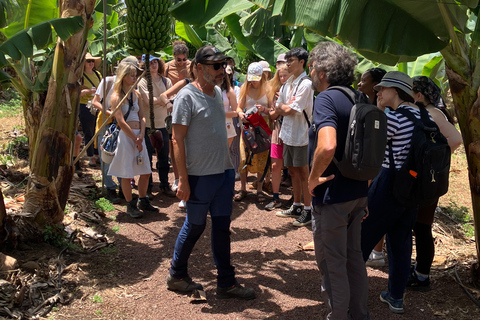 La Orotava: Excursão à plantação ecológica de bananas com licor de banana